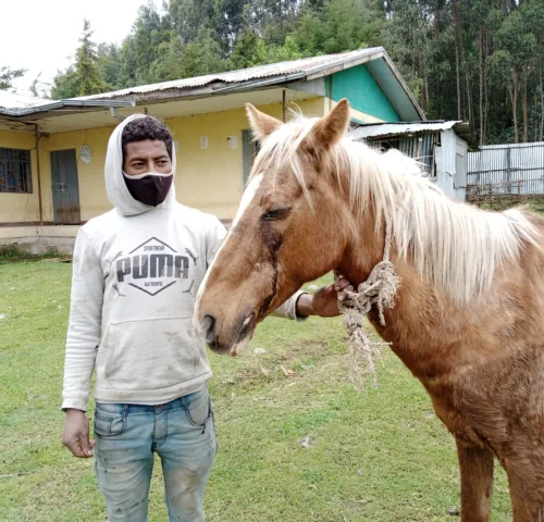 Working horse discharging eye ocular condition
