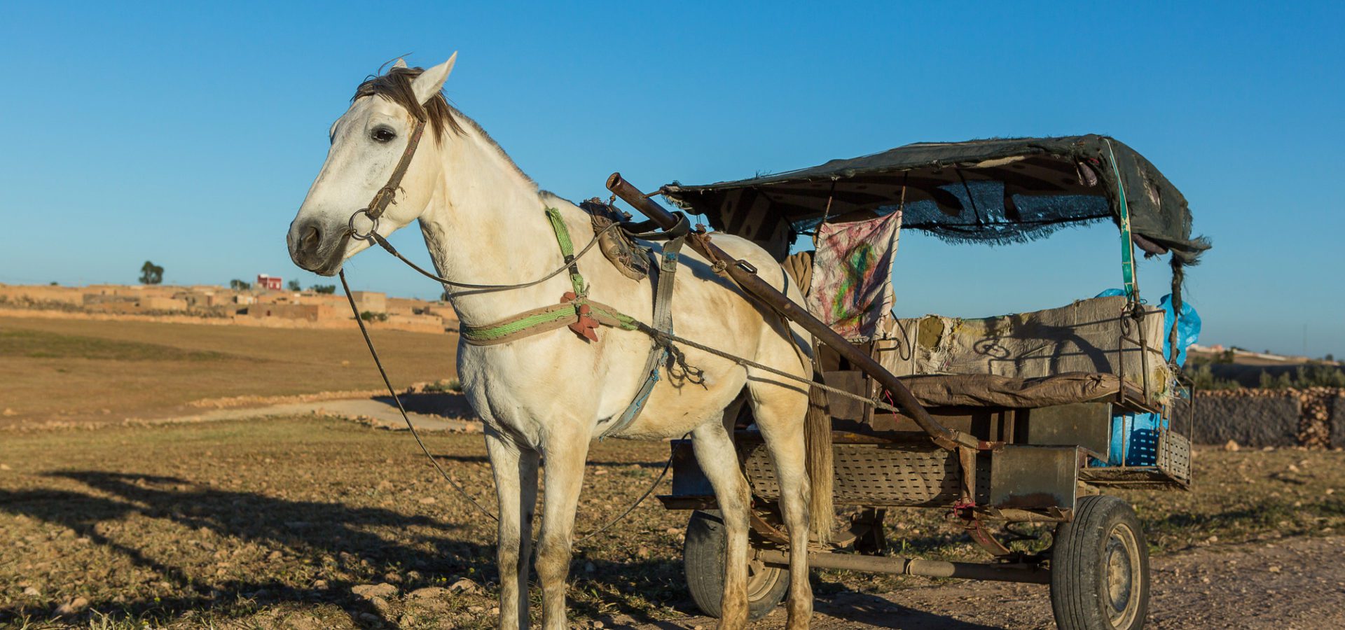 White working horse pulling cart in Morocco
