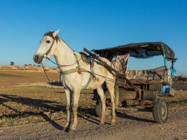 White working horse pulling cart in Morocco