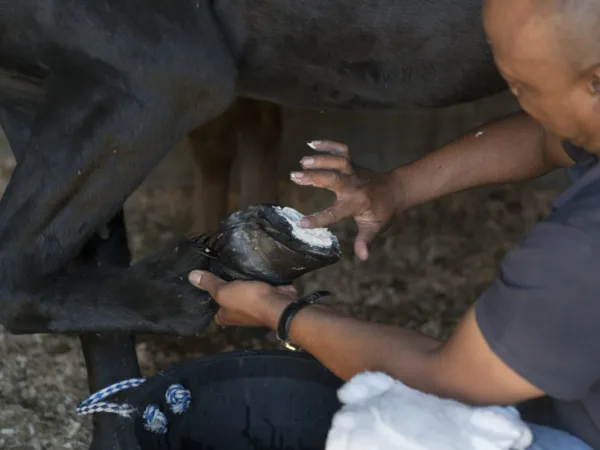 SPANA vet applying cream to an animals hoof