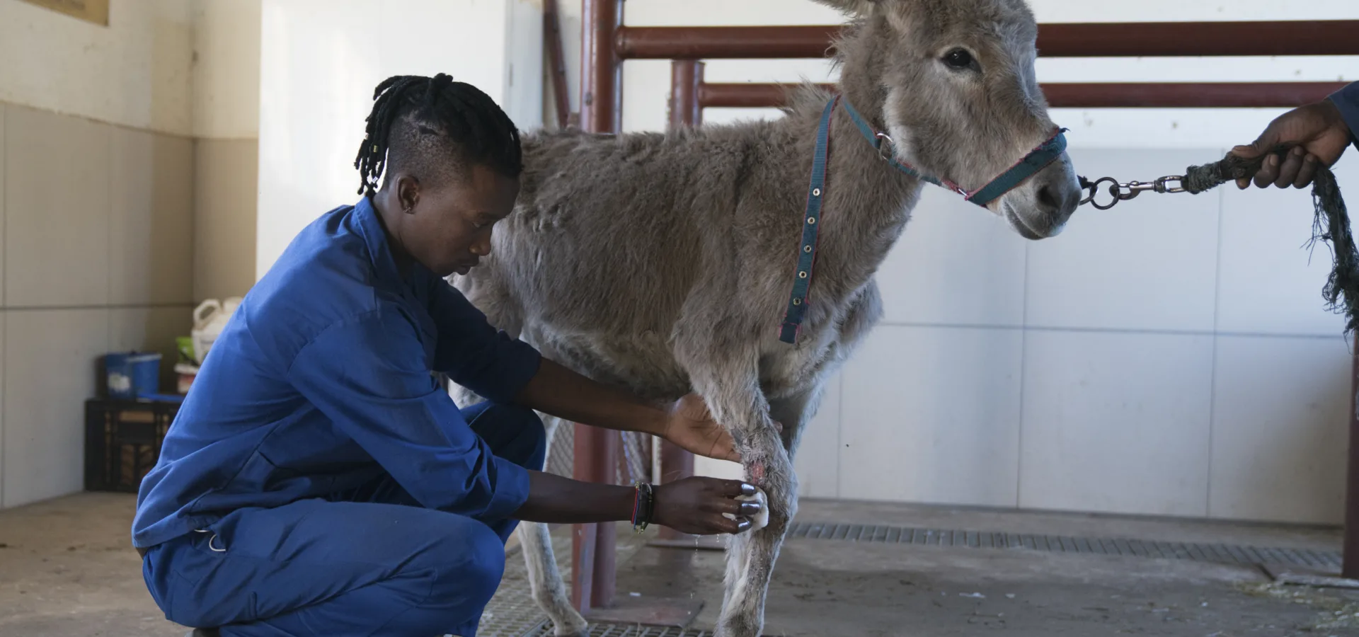 Donkey receiving treatment for injured leg from SPANA vets.