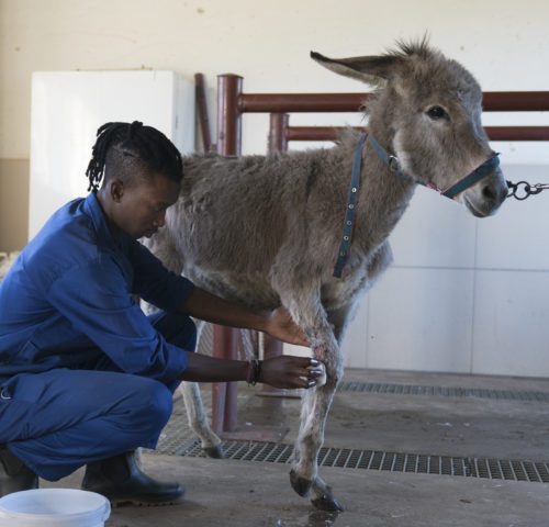 Donkey receiving treatment for injured leg from SPANA vets.