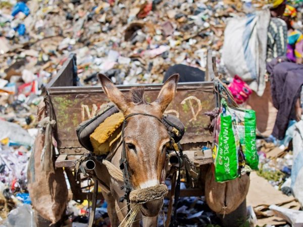 Donkey pulling a cart through a large pile of rubbish