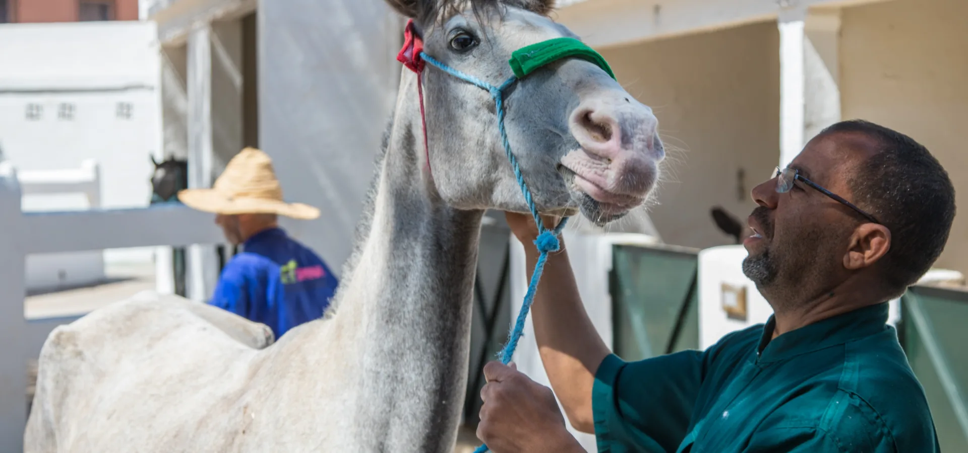 Horse being examined and cared for by SPANA vets.