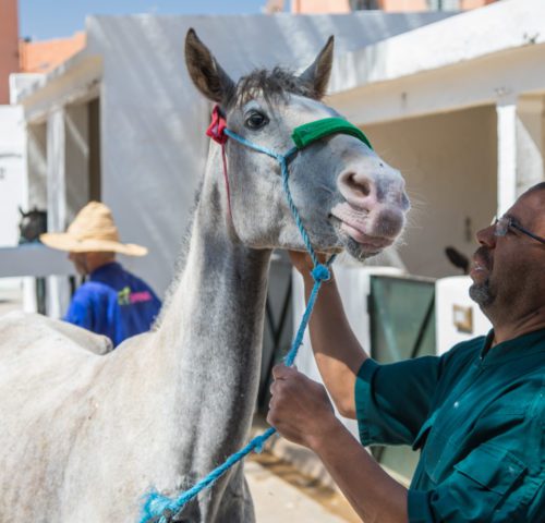 Horse being examined and cared for by SPANA vets.