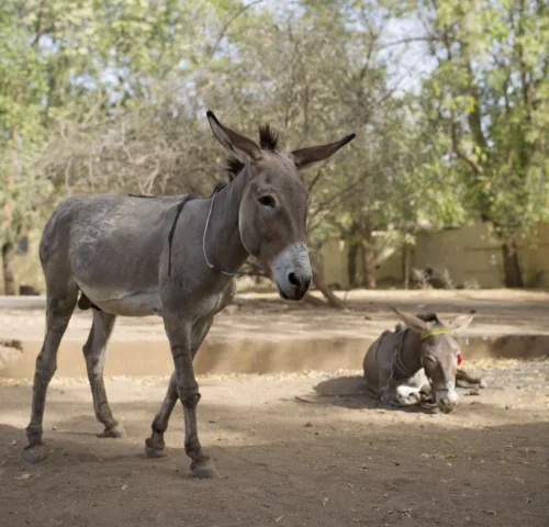 Two working donkeys in Mali standing in a sandy field