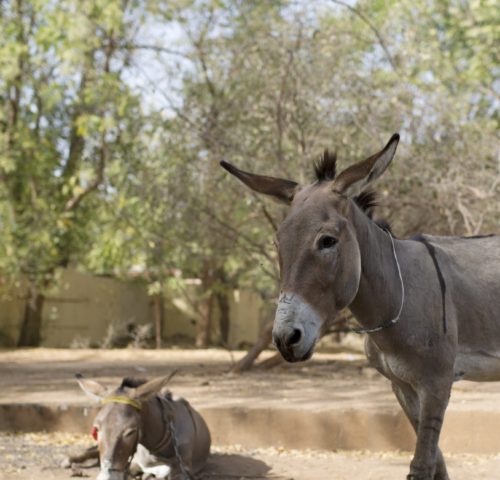Two working donkeys in Mali standing in a sandy field