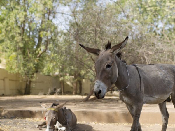 Two working donkeys in Mali standing in a sandy field