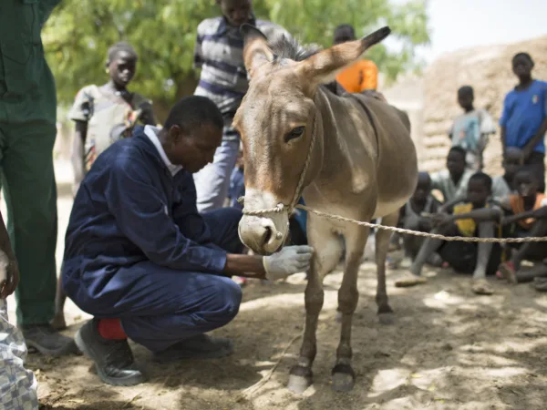 Amou the workin donkey receives treatment from a SPANA vet for a skin tumour