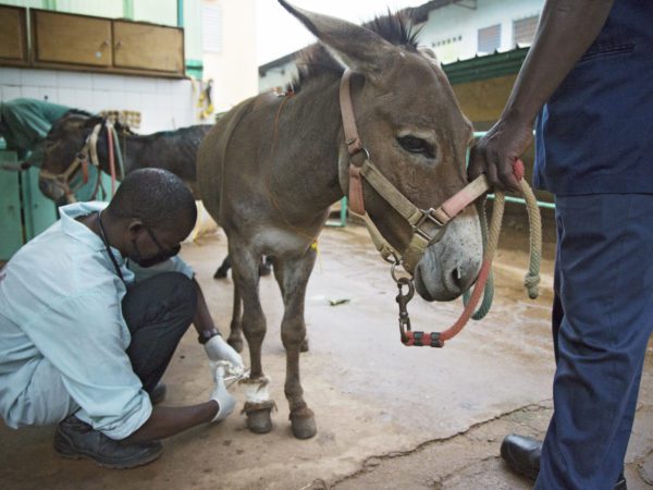 SPANA vet examining Bruno the donkey's foot