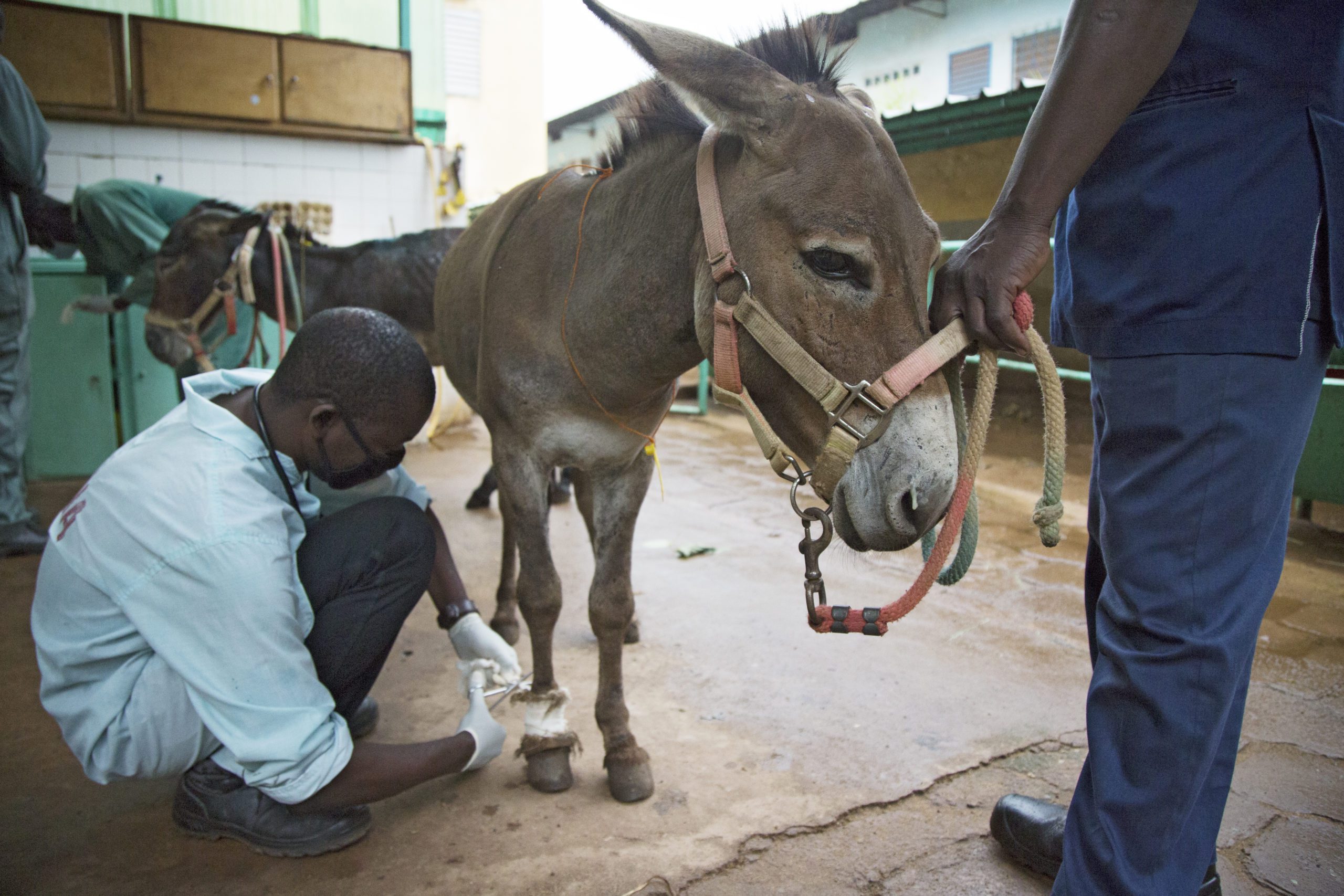 Success Stories: Bruno the Donkey's Tetanus Risk | SPANA