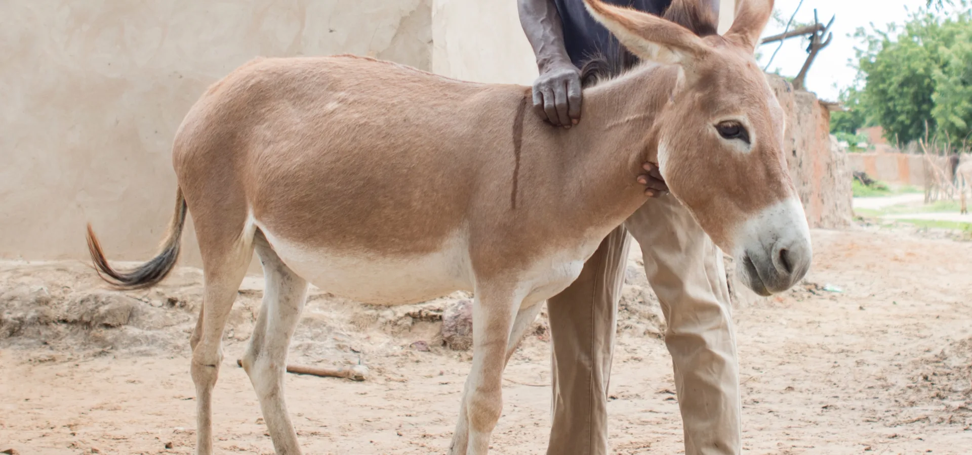baby donkey standing with a man behind it
