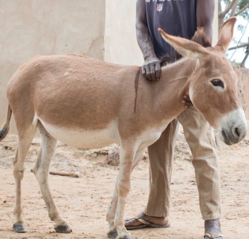 baby donkey standing with a man behind it