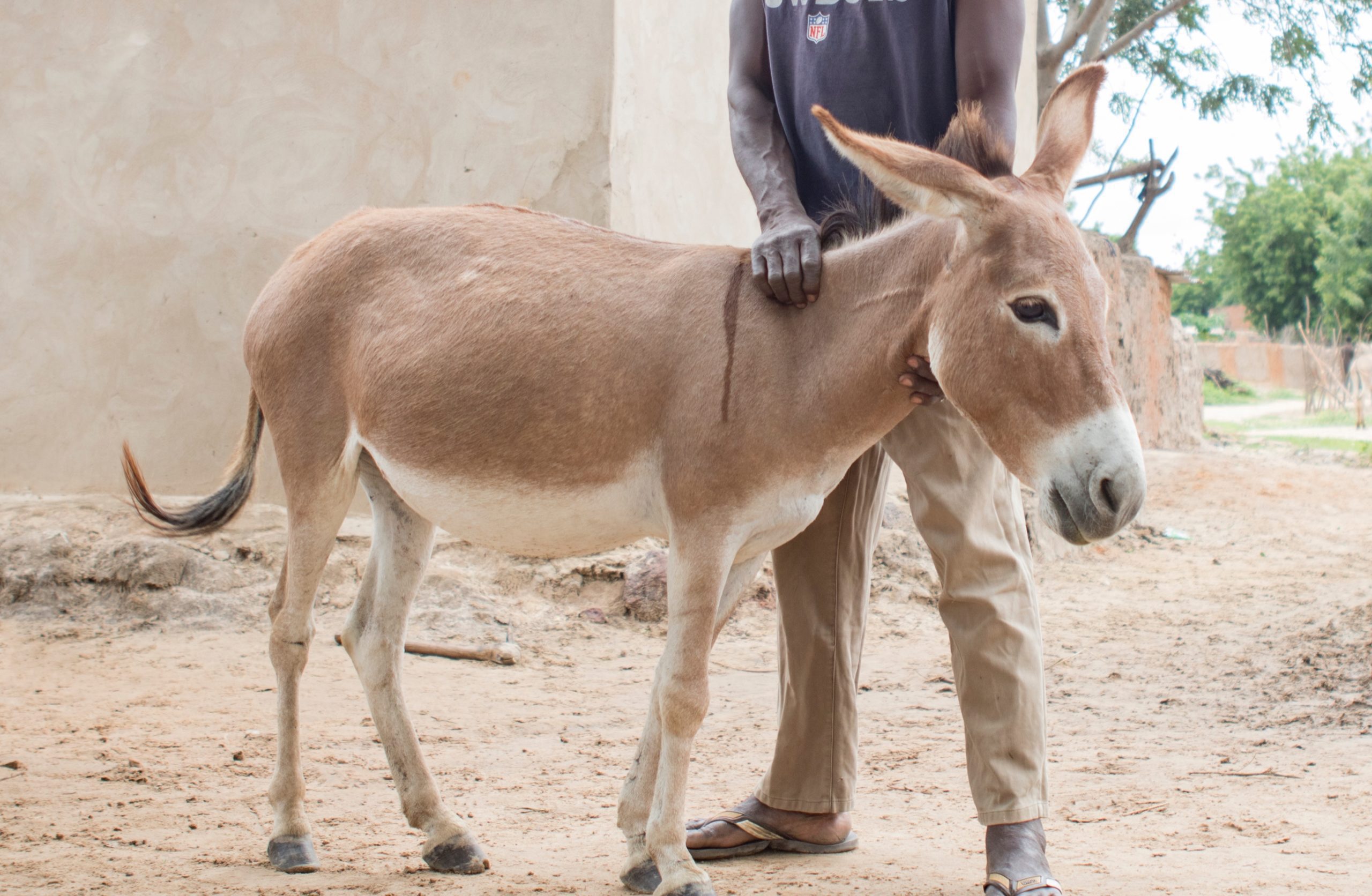 Nana the donkey’s hoof treatment SPANA