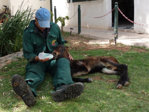 Baby foal being fed milk by a SPANA vet