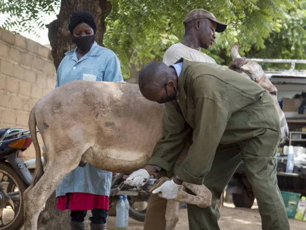 SPANA vet cleaning out a donkey's hoof