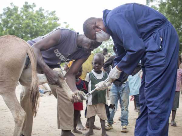 SPANA vet providing treatment to a donkey's hoof