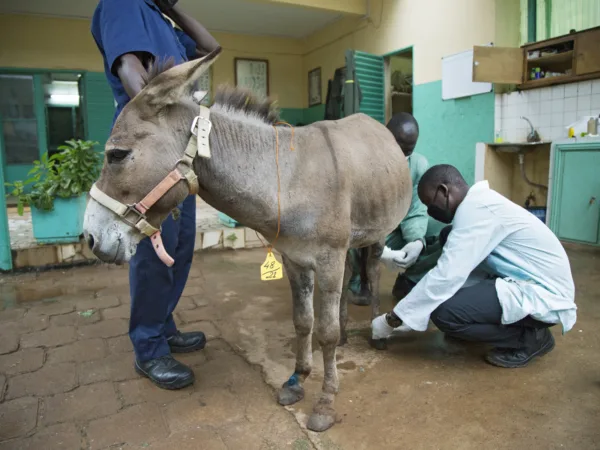 Three SPANA vets examining a donkey