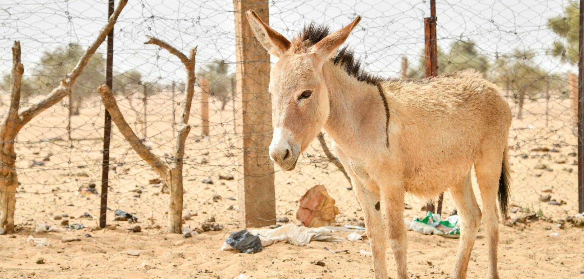 Cute donkey foal working animal in Mauritania