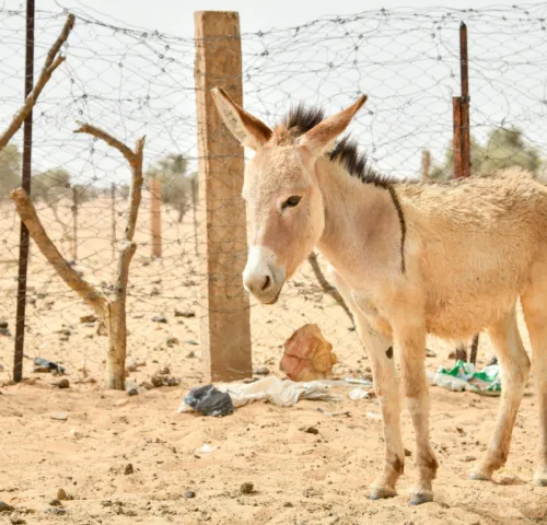 Cute donkey foal working animal in Mauritania