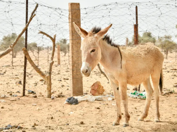 A lady stands in front of three camels in the Sahara Desert as she participates in a trek to raise funds for SPANA.
