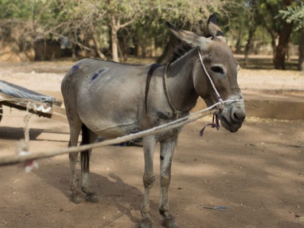 Jigi the working donkey in Segou, Mali