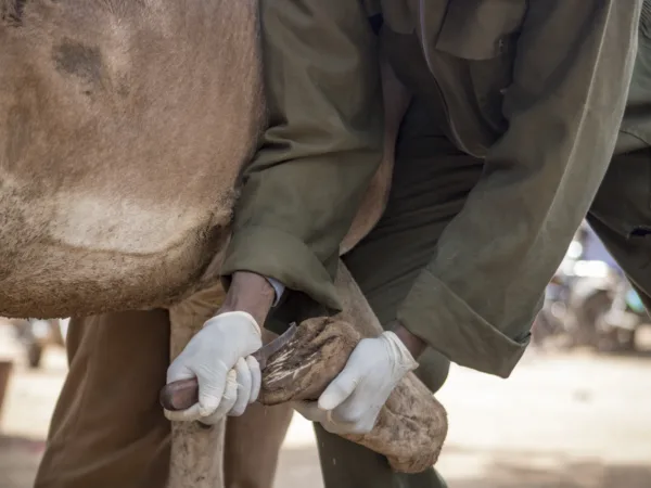Someone cleaning and trimming a donkey's overgrown hoof