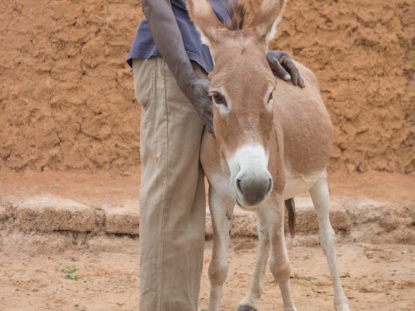 A donkey standing with an man outside