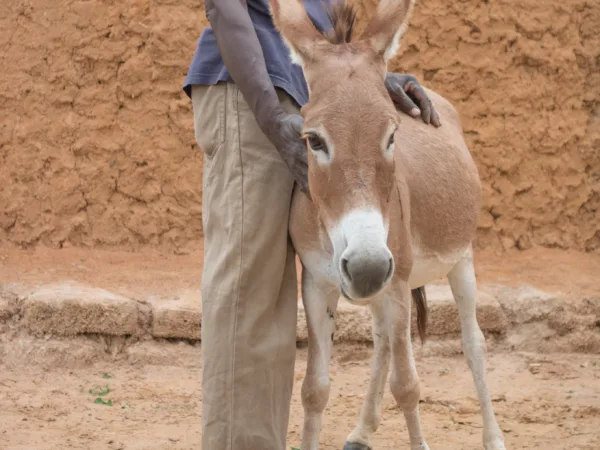 A donkey standing with an man outside