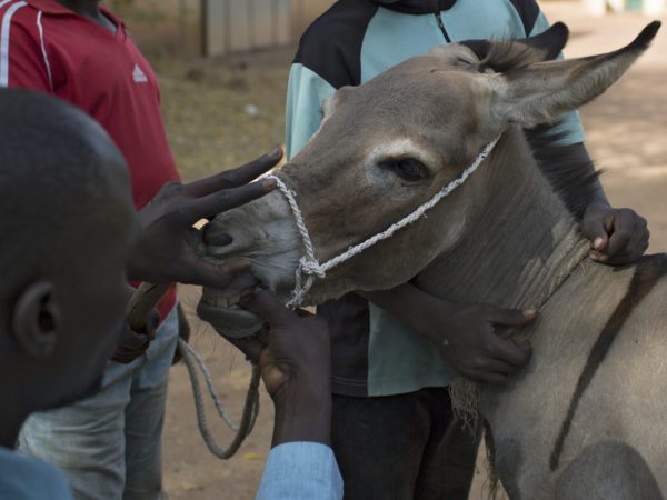 Bamako-based veterinary technician Dramane Issa examines Jigi the donkey before giving treatment for wounds and a cough at the SPANA clinic in Segou, Mali