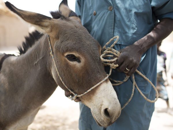 Working donkey stands next to his owner in Segou, Mali, while waiting for treatment for kidney stones.