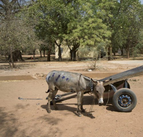 Working donkey with cart in Segou, Mali