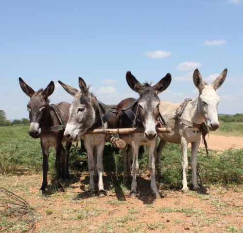 4 working donkeys pulling a cart