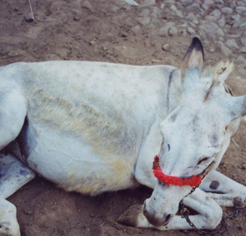 White donkey laying down on dirt and rocks