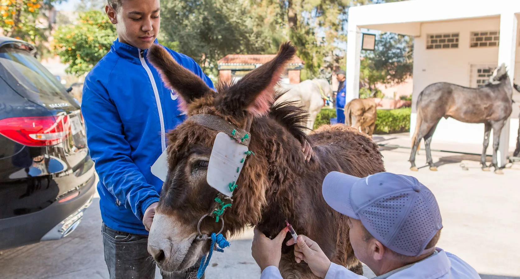 Colic treatment working donkey with owner and vet in Morocco