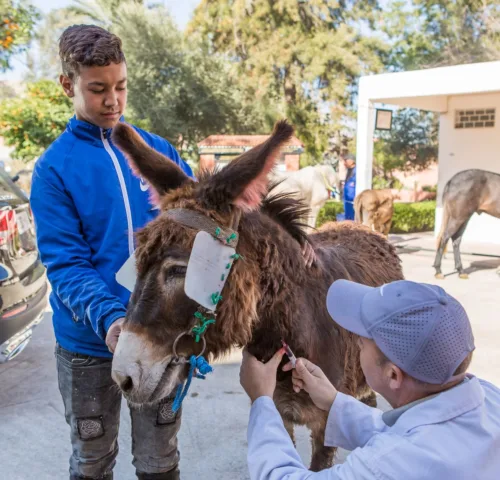 Colic treatment working donkey with owner and vet in Morocco