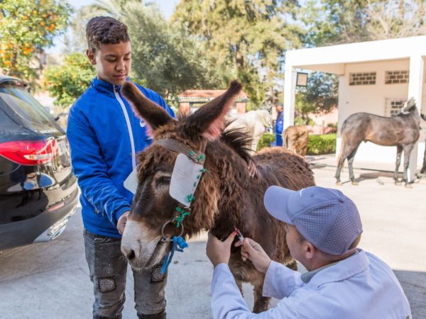 Colic treatment working donkey with owner and vet in Morocco