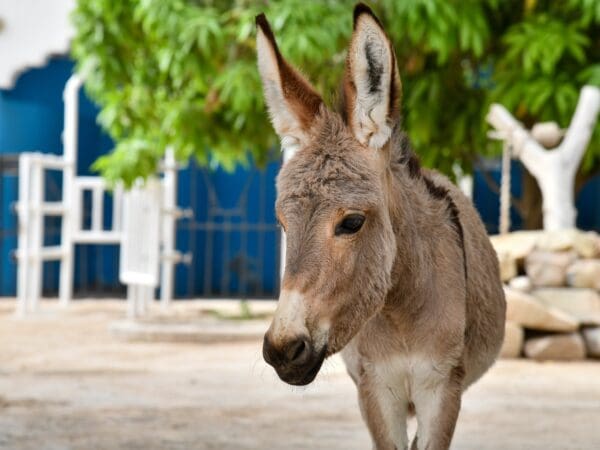 A cute donkey foal stands alone. She was brought to the SPANA centre in Mauritania alongside her mother, who needed treatment for painful wounds after a road collision.