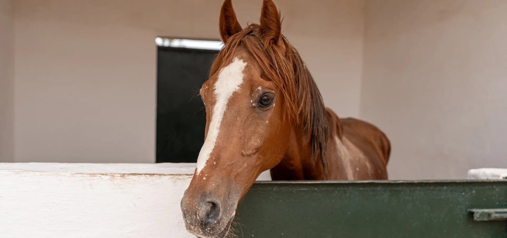 A cute and healthy-looking horse peers out from a SPANA stable in Morocco.
