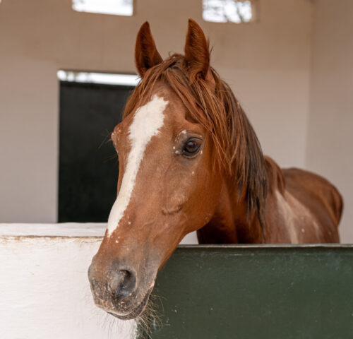 A cute and healthy-looking horse peers out from a SPANA stable in Morocco.