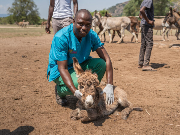 Dr Erick Mutizhe, a SPANA vet in Zimbabwe, poses with a donkey.