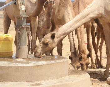 Camel drinks from a repaired borehole