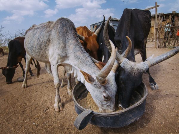 Emergency feed for cattle affected by drought in Ethiopia