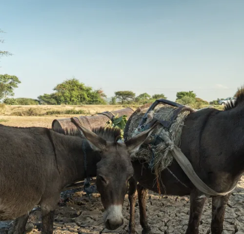 Working donkey affected by drought in Ethiopia