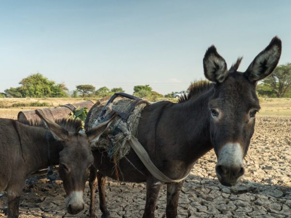 Working donkey affected by drought in Ethiopia
