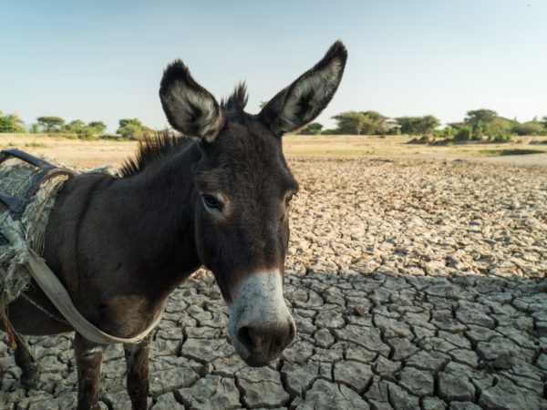 Working donkey affected by severe drought in Ethiopia