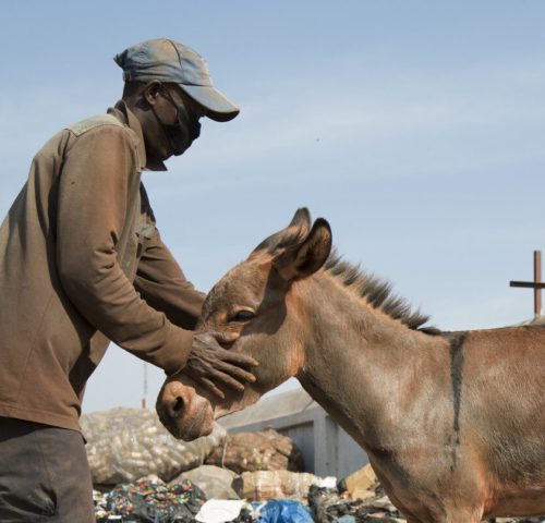 Donkey working in rubbish dump receives treatment