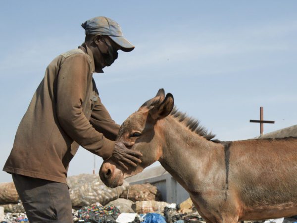 Donkey working in rubbish dump receives treatment