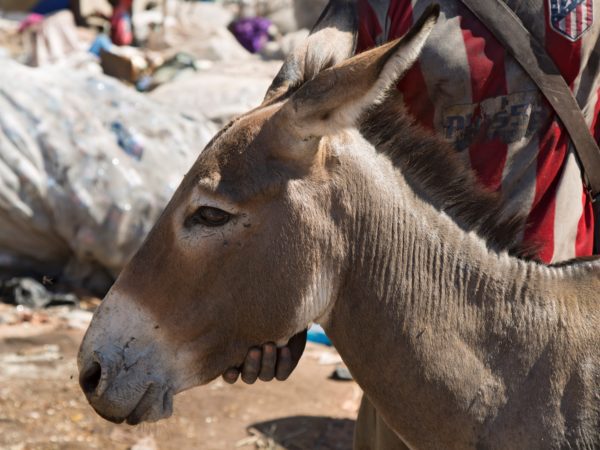 Tetanus vaccination working donkey Mali