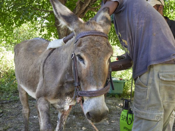 Worked donkey receiving treatment for hippo bite in Botswana